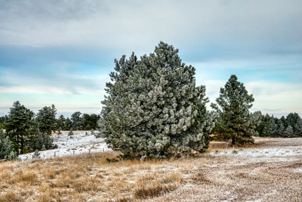 South Dakota