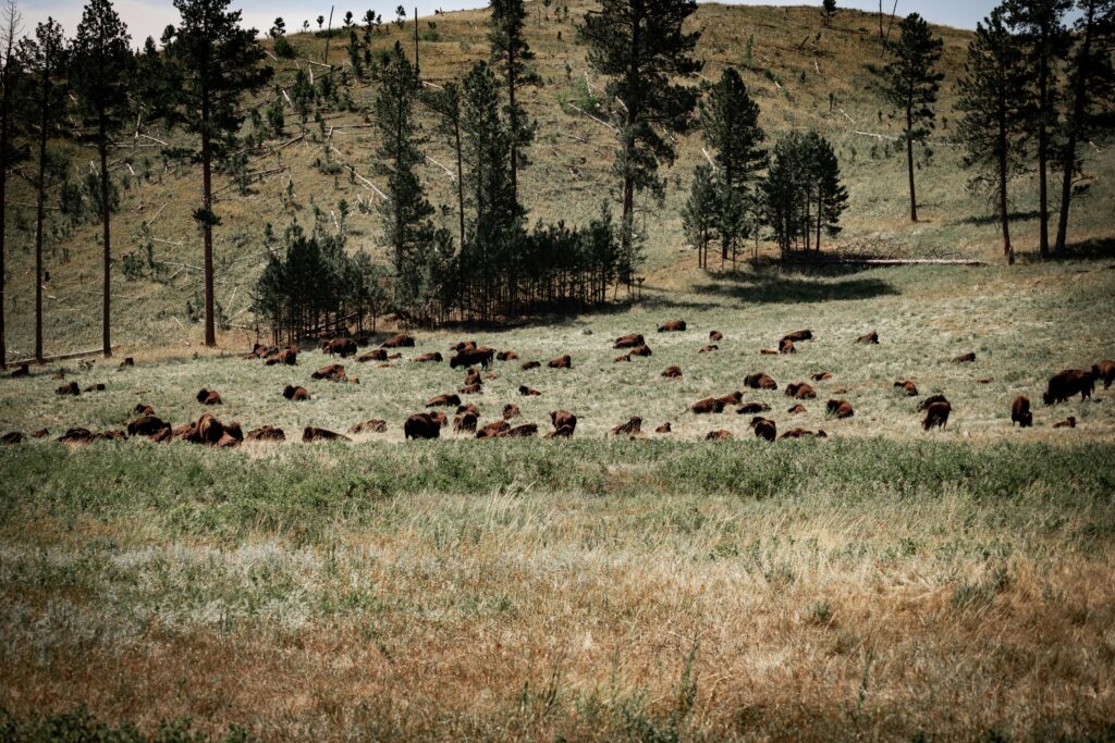 South Dakota