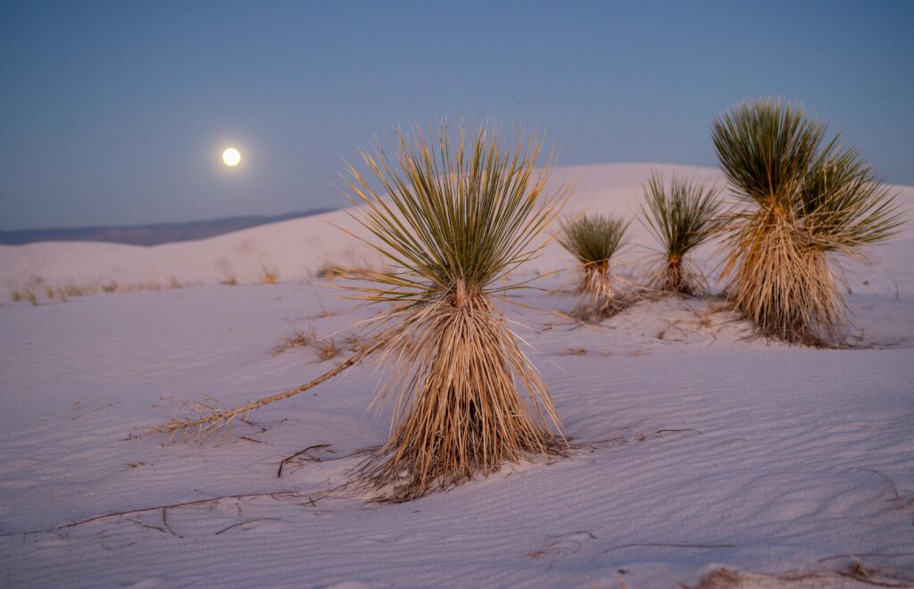 New Mexico