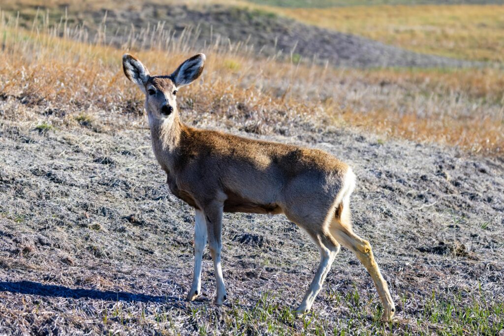 South Dakota