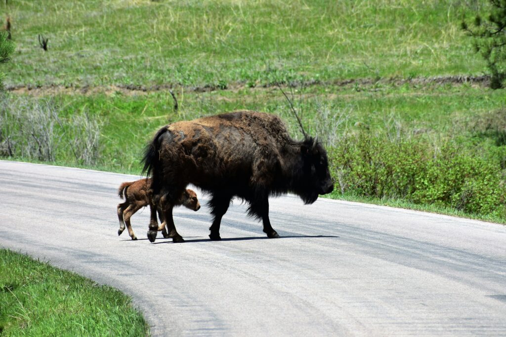 South Dakota