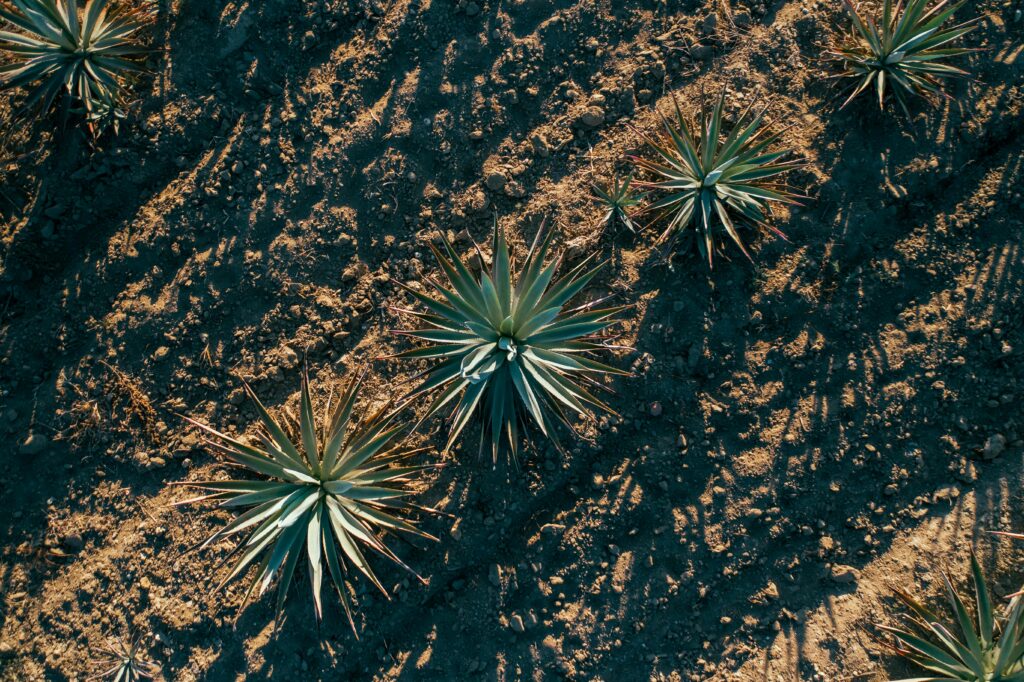 New Mexico