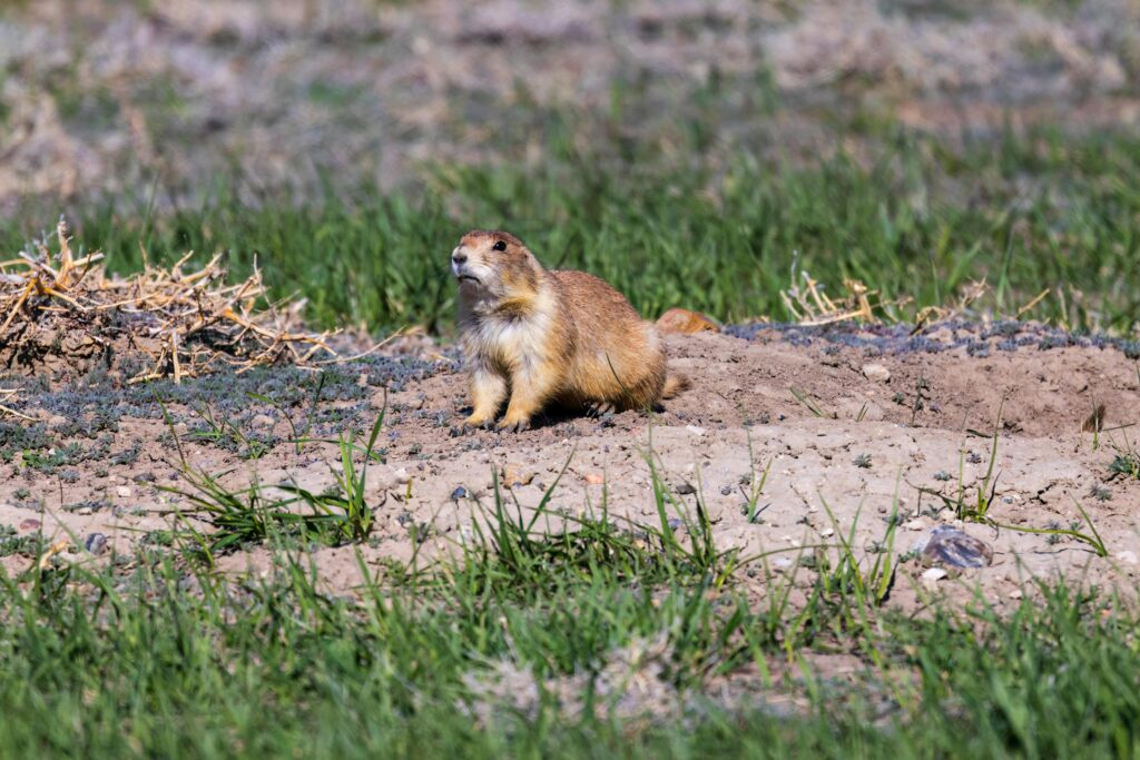 South Dakota